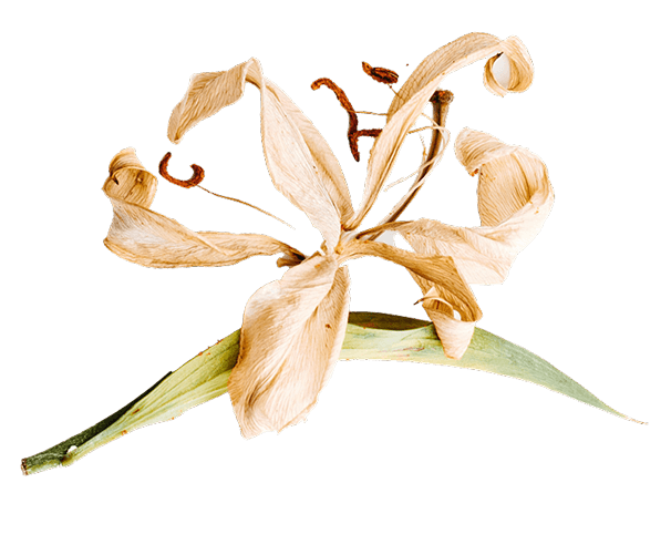 Высушенный цветок