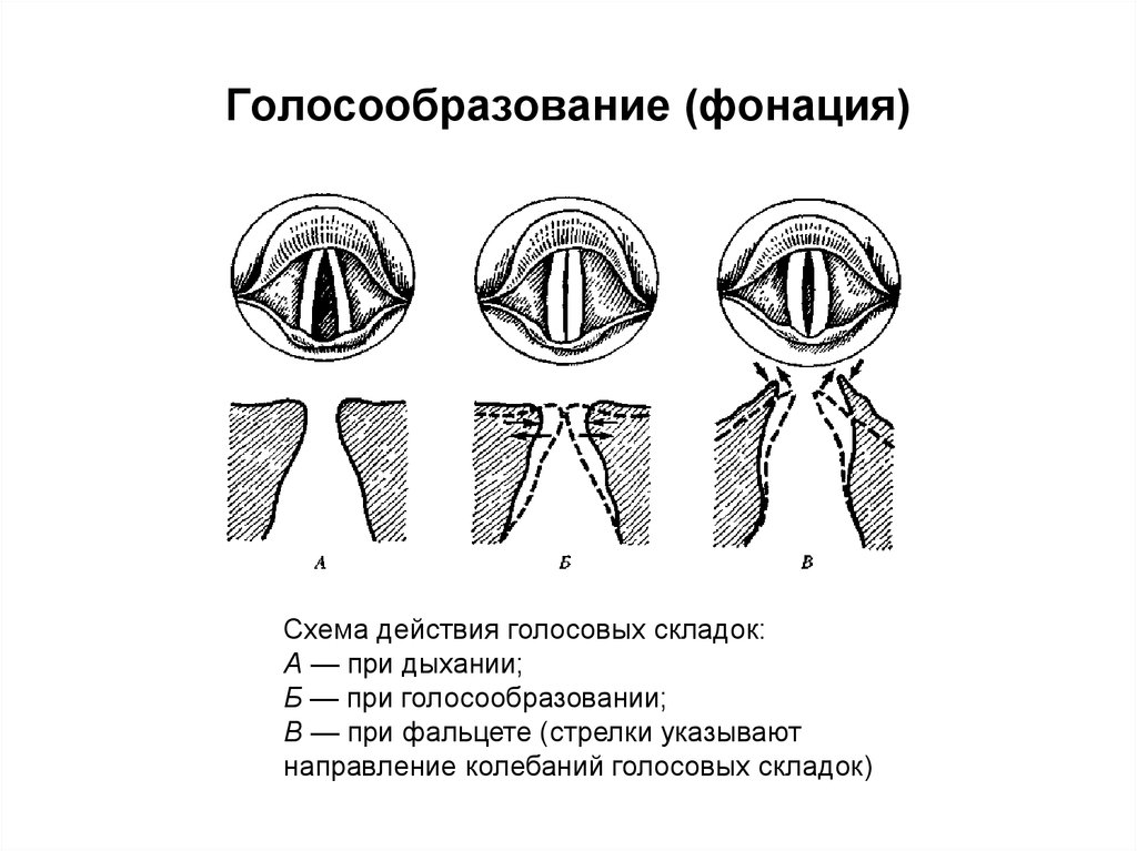 Позиция гортани
