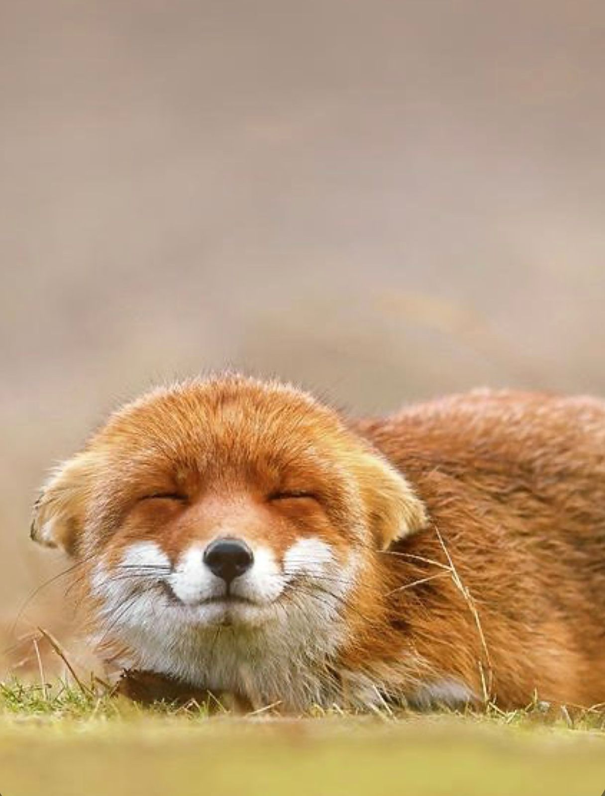 лиса улыбается фото