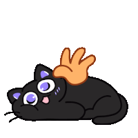 Кот