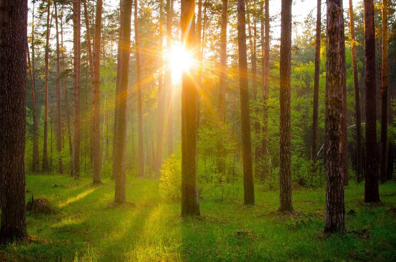 Nature Background